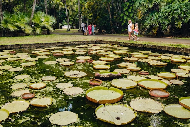 Botanical garden on the Paradise island of Mauritius. Beautiful pond with lilies. An island in the Indian ocean.