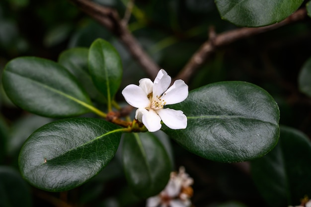 Botanical Garden. Rafiolepis. beautiful little white flowers