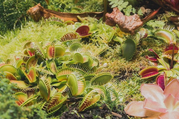 Botanical garden with carnivorous flowers jungle foliage stock\
photography venus fly traps and pitcher plants jungle foliage stock\
photography