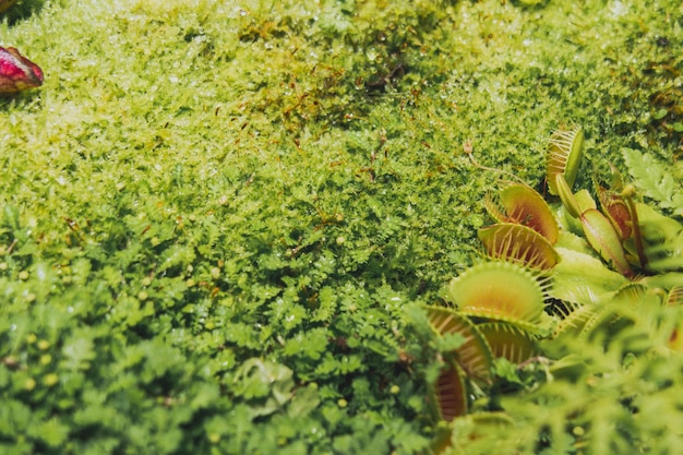 Foto giardino botanico con fiori carnivori fogliame della giungla stock photography trappole per mosche di venere e piante di brocca fogliame della giungla stock photography