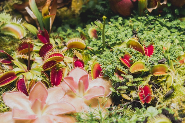 Ботанический сад с плотоядными цветами Листва джунглей stock photography Ловушки для мух Венеры и растения-кувшины Листва джунглей стоковая фотография