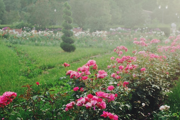 Botanical garden with pink roses in blossom