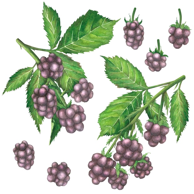 Botanical illustration of a branch with ripe blackberry fruits and green leaves Watercolor