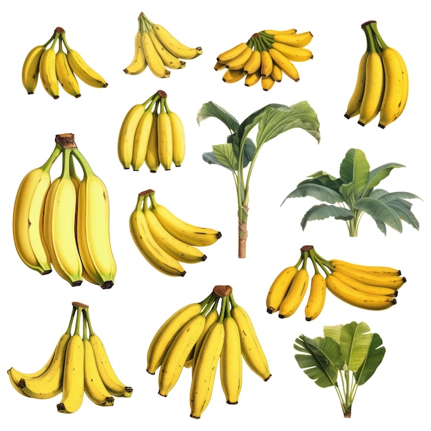 Photo botanical illustration set a bunch of bananas on a white background