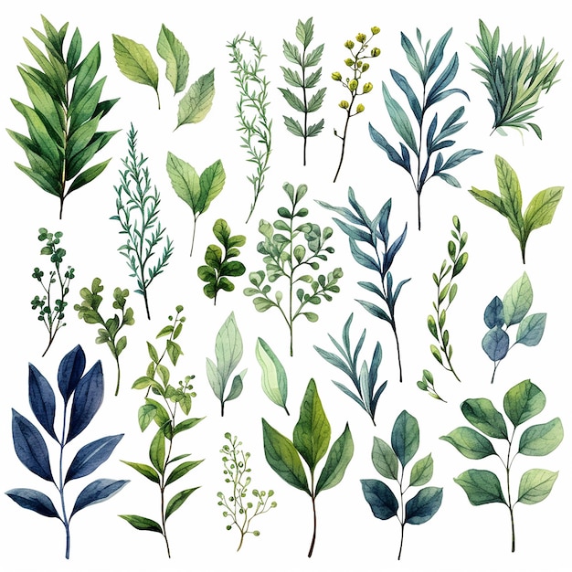 Botanical Leaves Illustration