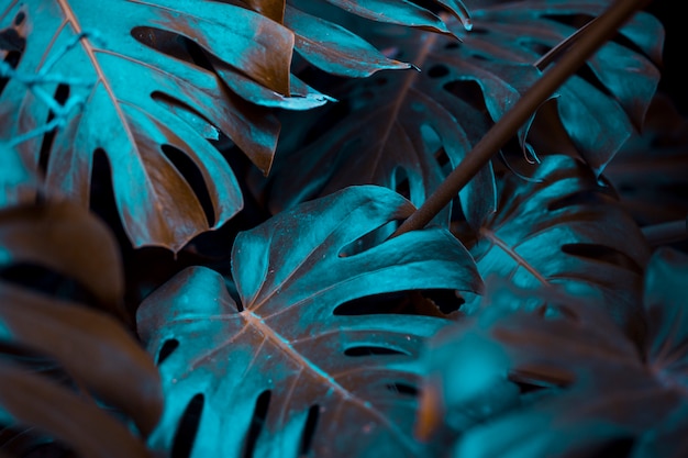 Botanical monstera leaves