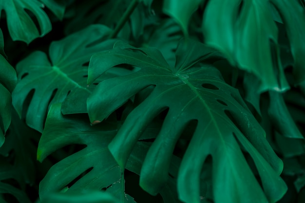 Botanical monstera leaves