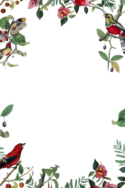 botanical png frame colorful painting transparent background more inspired by our own original copy of le jardin des plantes 1842 by paul gervais