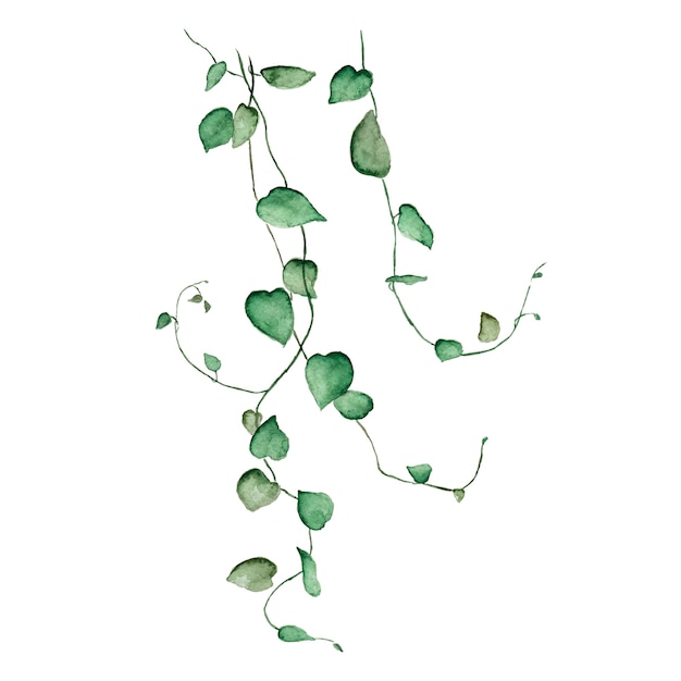 Botanical watercolor clipart illustration of liana branch with leaves