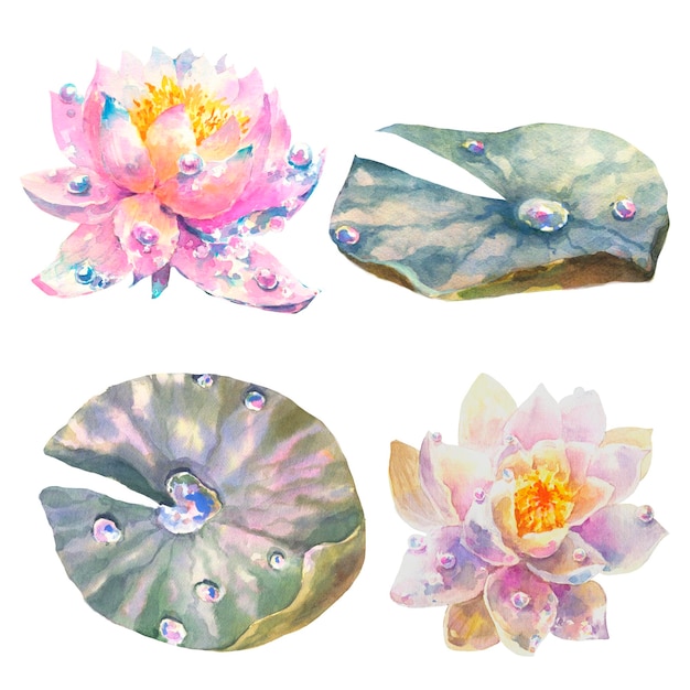 Photo botanical watercolor illustration set of water lily flowers and leaves with dew drops isolated on wh