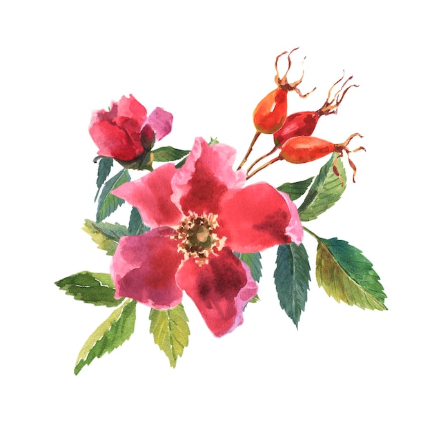 植物のワイルド ローズの花の水彩画の水彩花束ローズ ヒップの花の葉と果実