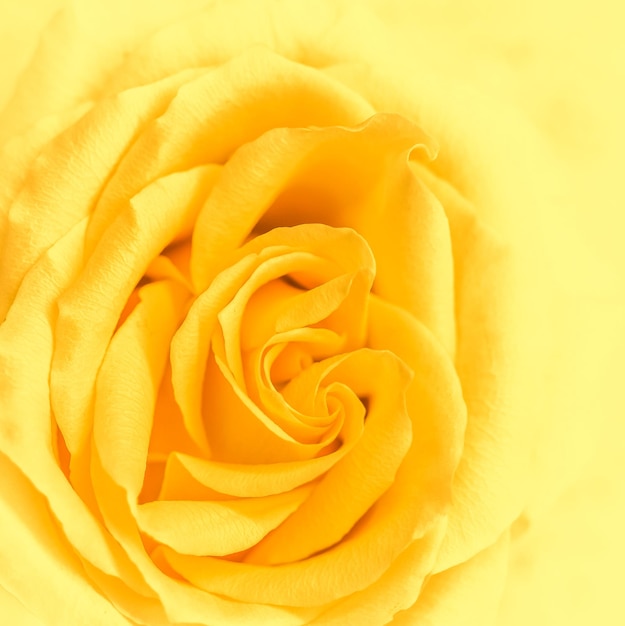 Botanisch concept, bruiloft uitnodigingskaart - Soft focus, abstract floral achtergrond, geel roze bloem. Macro bloemen achtergrond voor vakantie merk design