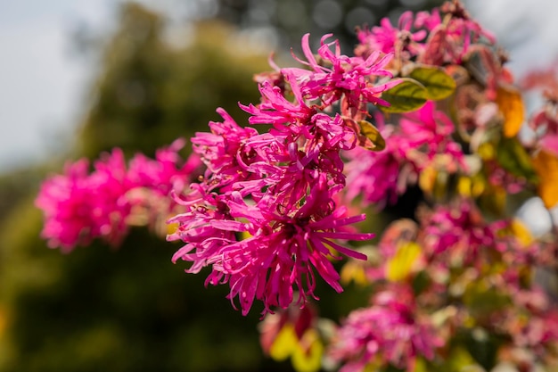 Botanische collectie roze bloemen van Loropetalum chinense Black Pearl plant