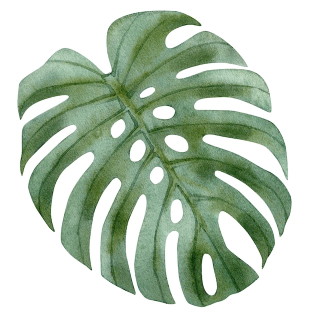Botanische gebladerte plant Tropisch blad van groene monstera Met de hand geschilderde aquarel illustratie