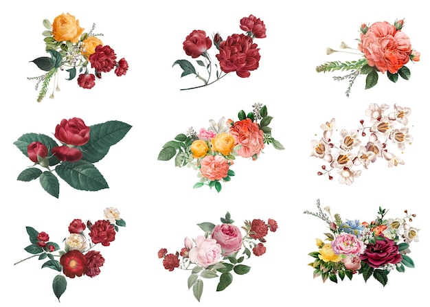 Botanische kleurrijke bloemen png waterverf handgetekende collectie