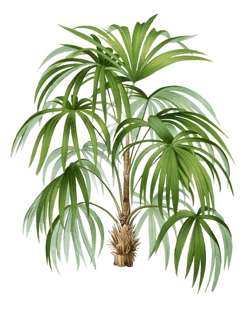 Botanische palmboom png sticker esthetische tropische clip art doorzichtige achtergrond