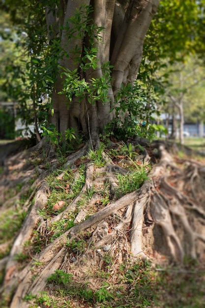 Botanische tuin groene takken van plantenpot