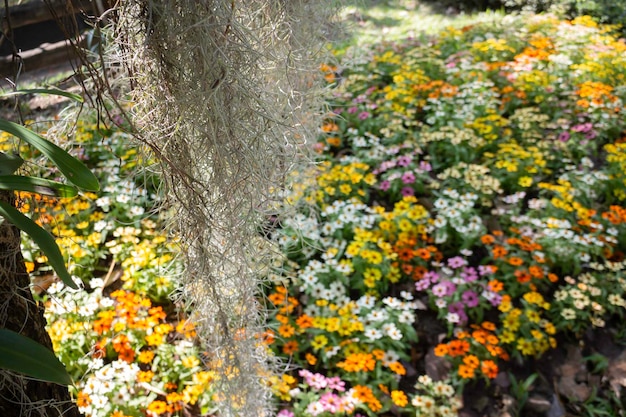 Botanische tuin groene takken van plantenpot