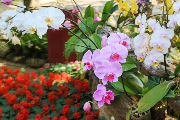 Botanische tuin groene takken van plantenpot