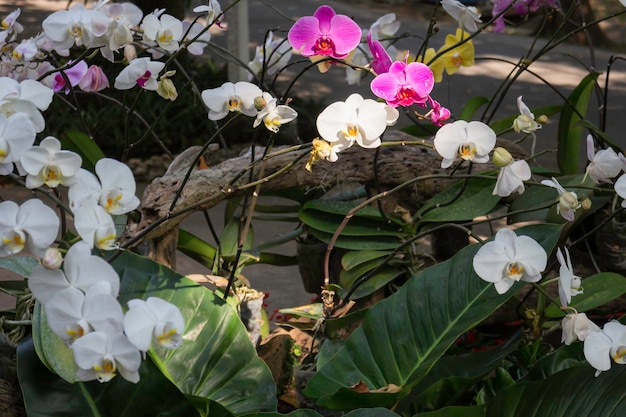 Botanische tuin groene takken van plantenpot