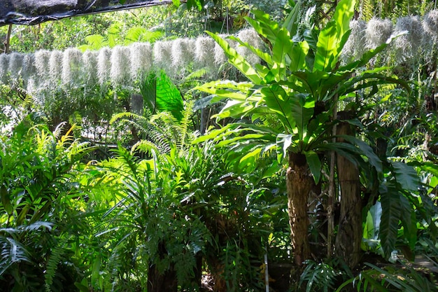 Botanische tuin groene takken van plantenpot