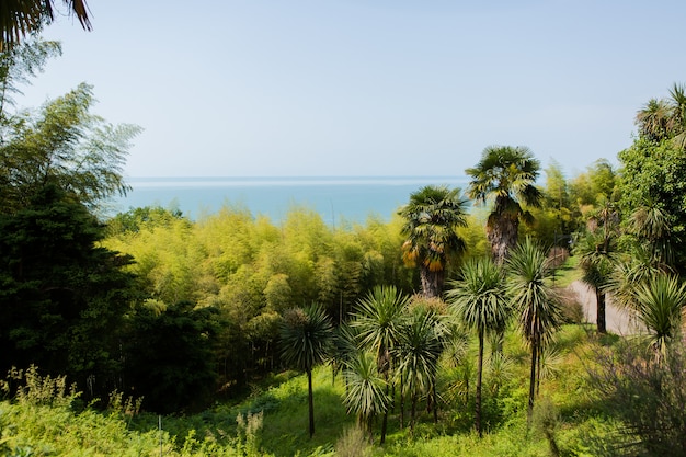 Botanische tuin in Batumi, Georgia