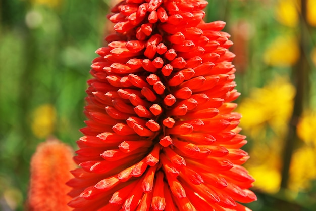 Botanische tuin in Christchurch, Nieuw-Zeeland