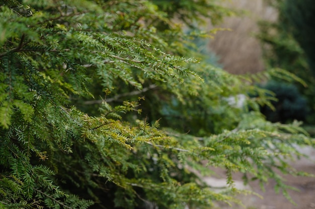 Botanische tuin naaldbomen groene bomen in het park Hoge kwaliteit foto