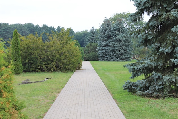 Botanische tuin ontwaakt na een zoete droom Landschap met blauwe sparren en thujas