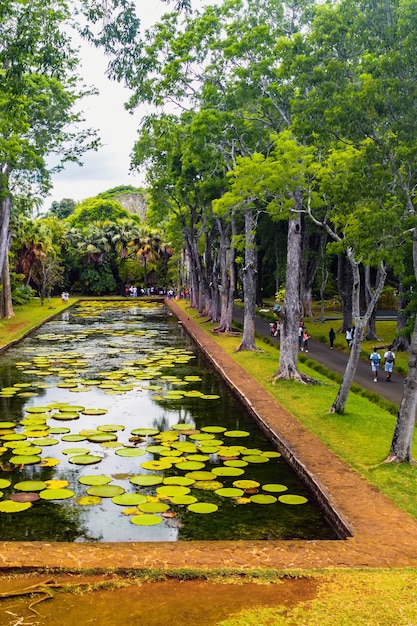 Botanische tuin op het paradijselijke eiland Mauritius. Mooie vijver met lelies. Een eiland in de Indische Oceaan.