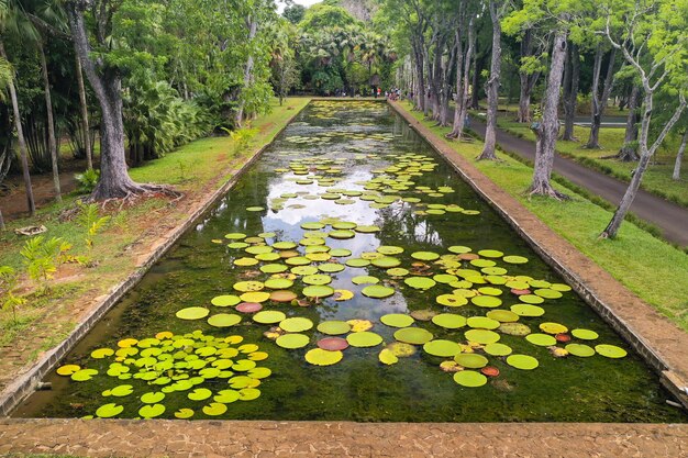 Botanische tuin op het paradijselijke eiland Mauritius. Mooie vijver met lelies. Een eiland in de Indische oceaan