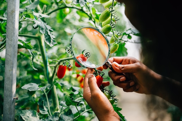 식물학자 는 야채 의 품질 을 보장 하는 식물학적 연구 에서 토마토 식물 에 대한  ⁇  을 조심스럽게 검사 한다