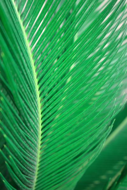 La botanica floreale foglie di felce fogliame natura pianta albero organico sfondo