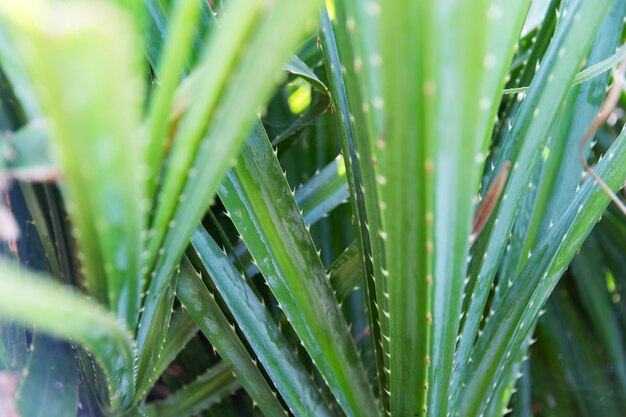 botany, nature, biology, eco and flora concept - close up of green exotic plant outdoors