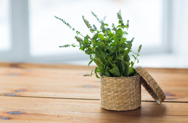 botany, summer, gardening and herbs concept - close up of fresh melissa in wicker basket on wooden table