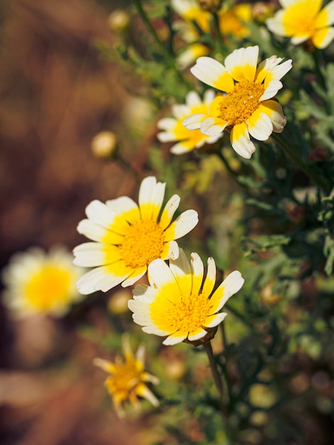 Boterbloem bloeit op een zonnige dag