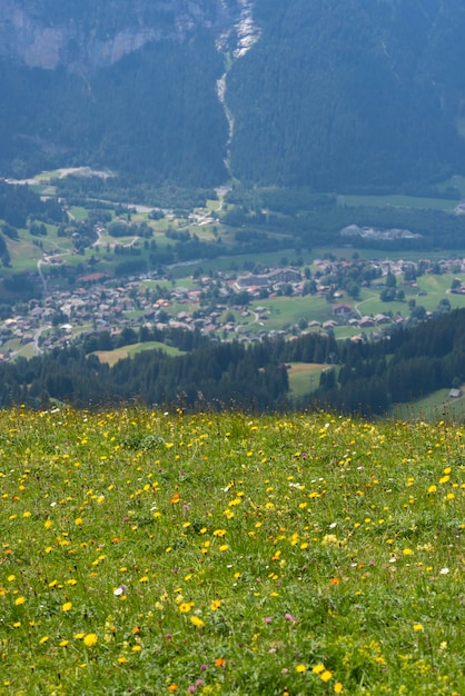 Boterbloemsoort Ranunculus op een alpenweide in Grindelwald, Zwitserse Alpen Grindewald, Zwitserland