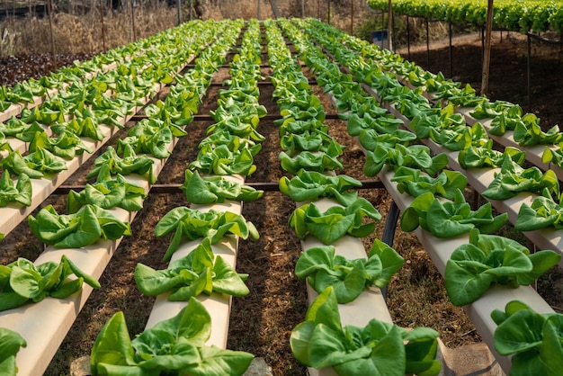 Botersla groenten slimme plant van hydrocultuur boerderij voor achtergrond Biologische verse geoogste groenten Veld van teelt landbouw Salade plant boerderij voor gezondheid