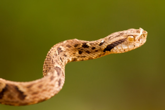 Bothrops jararaca close - hoog gedetailleerd