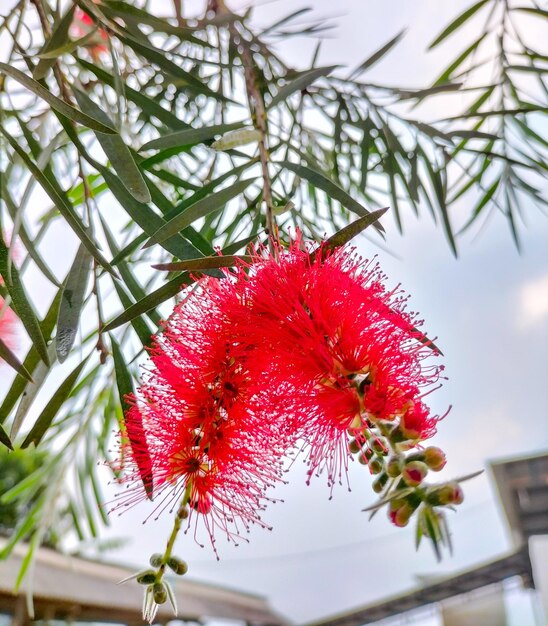 Photo bottle brush tree callistemon speciosus inflorescence during flowering with sky background