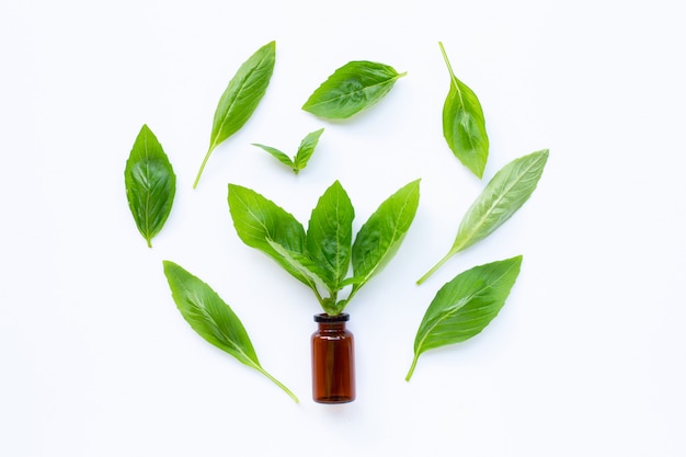 A bottle of essential oil with fresh basil leaves on white