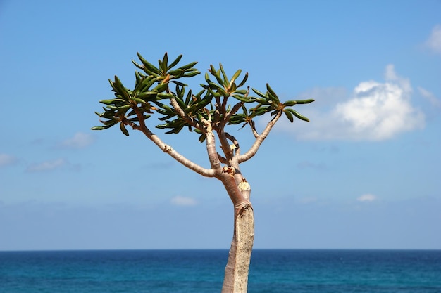 Socotra 섬 인도양 예멘의 병 나무