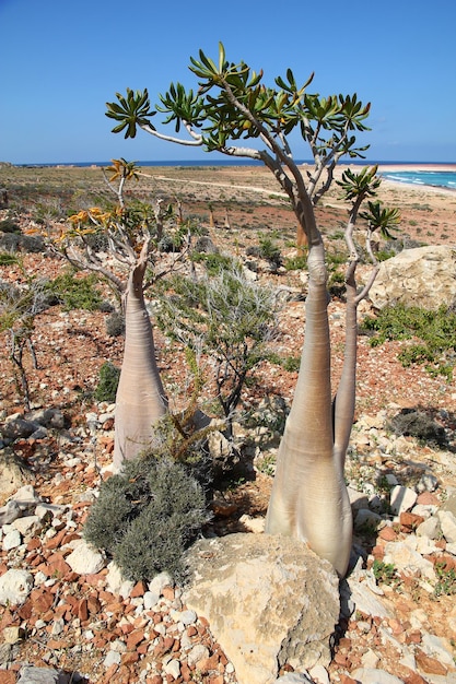 Socotra 섬 인도양 예멘의 병 나무