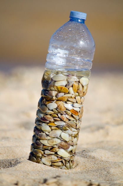 Bottle with donax clams