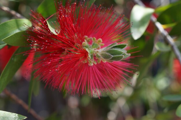 Bottlebrush bloem. Callistemon rode bloem