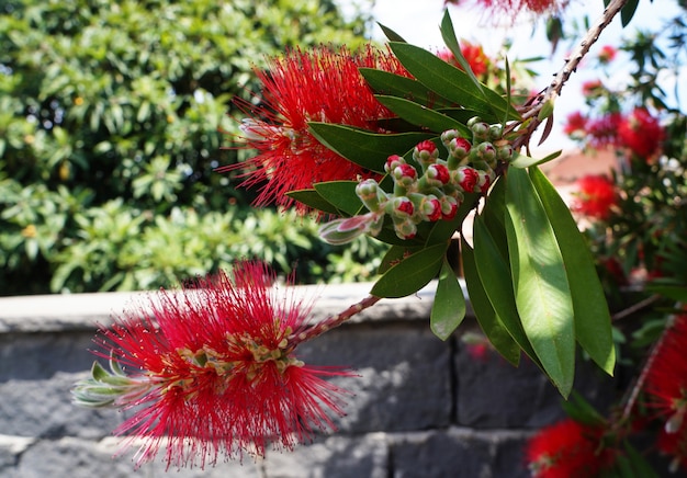 Bottlebrush flower. Callistemon Sicilian red branch with flowers and buds