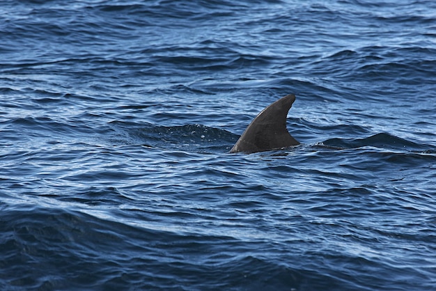 Bottlenose dolphin. Picture taken from whale watching cruise in Strait of Gibraltar