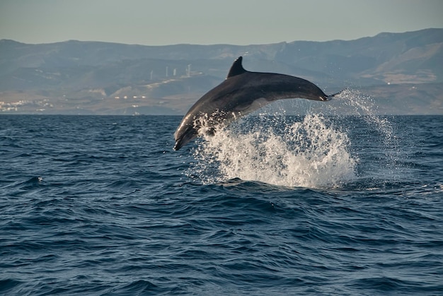 Bottlenose dolphin Tursiops truncatus soaring over sea with mountainous horizon