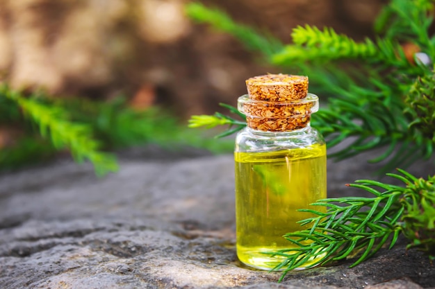 Bottles of fir and green cones essential oil. Selective focus. Nature