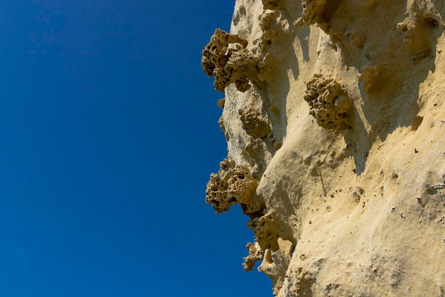 Fondo delle antiche conchiglie marine di ostriche fossili ricci di mare e spugne sotto forma di un modello naturale texture weathered sfondo calcare